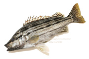 シマイサキ　縞伊佐木　縞鶏魚　Rhynchopelates oxyrhynchus