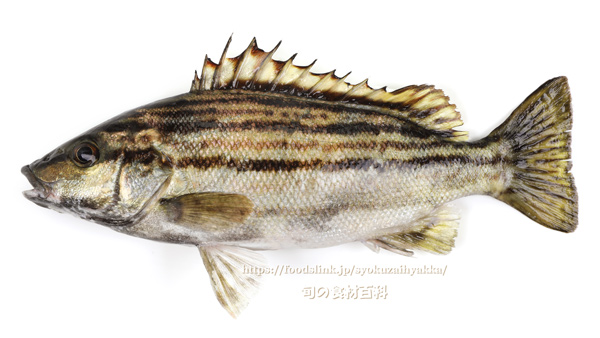 シマイサキ　縞伊佐木　縞鶏魚　Rhynchopelates oxyrhynchus