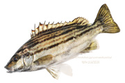 シマイサキ　縞伊佐木　縞鶏魚　Rhynchopelates oxyrhynchus