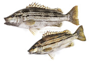 シマイサキ　縞伊佐木　縞鶏魚　Rhynchopelates oxyrhynchus