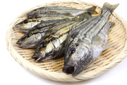シマイサキ　縞伊佐木　縞鶏魚　Rhynchopelates oxyrhynchus