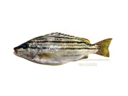 シマイサキ　縞伊佐木　縞鶏魚　Rhynchopelates oxyrhynchus