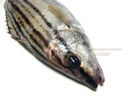 シマイサキ　縞伊佐木　縞鶏魚　Rhynchopelates oxyrhynchus