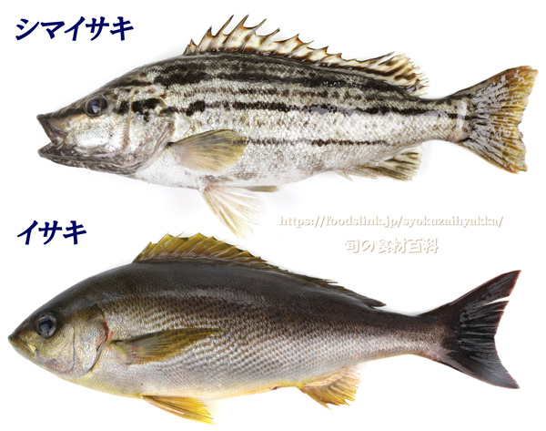 シマイサキとイサキ　Rhynchopelates oxyrhynchus & Parapristipoma trilineatum