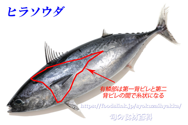 ヒラソウダ　平宗太鰹　ソウダガツオ