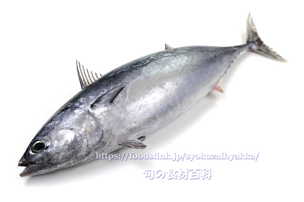 ヒラソウダ 平宗太鰹 ソウダガツオ ヒラソウダ 平宗太鰹 ソウダガツオ