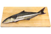 スギ,Cobia,Rachycentron canadum