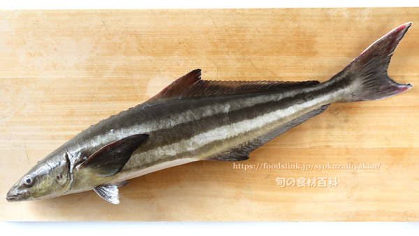 スギ スギ,Cobia,Rachycentron canadum