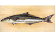 スギ,Cobia,Rachycentron canadum