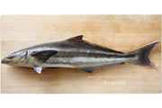 スギ,Cobia,Rachycentron canadum