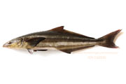 スギ,Cobia,Rachycentron canadum