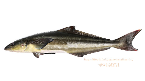 スギ スギ,Cobia,Rachycentron canadum