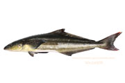 スギ,Cobia,Rachycentron canadum