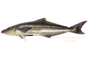 スギ,Cobia,Rachycentron canadum