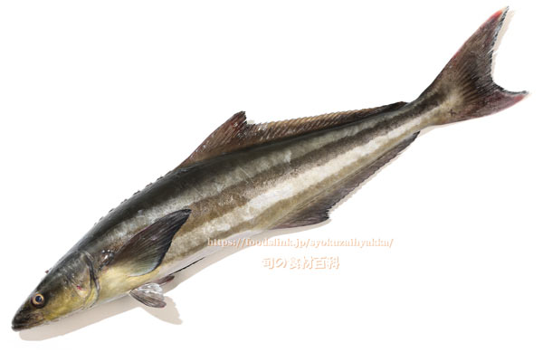 スギ スギ,Cobia,Rachycentron canadum