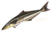 スギ,Cobia,Rachycentron canadum