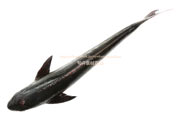 スギ,Cobia,Rachycentron canadum