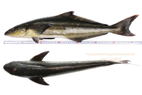 スギ スギ,Cobia,Rachycentron canadum