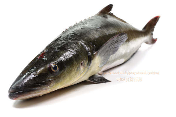 スギ スギ,Cobia,Rachycentron canadum
