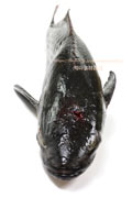 スギ,Cobia,Rachycentron canadum