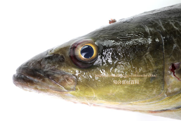 スギ スギ,Cobia,Rachycentron canadum