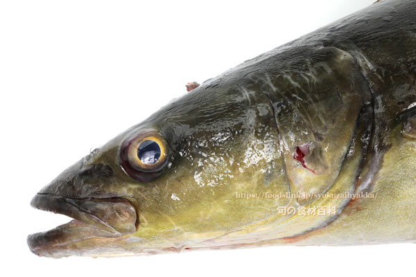スギ スギ,Cobia,Rachycentron canadum