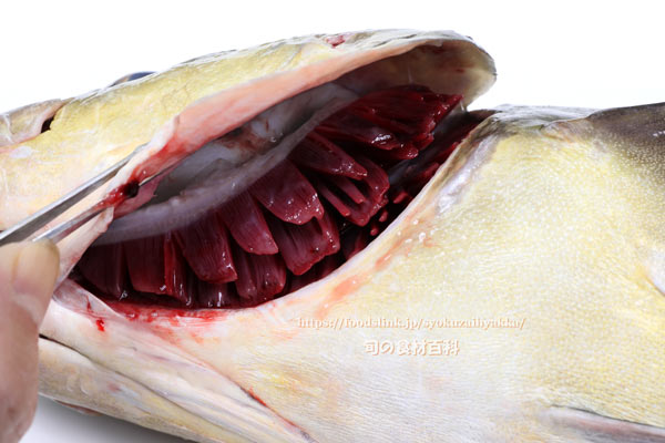 スギ スギ,Cobia,Rachycentron canadum