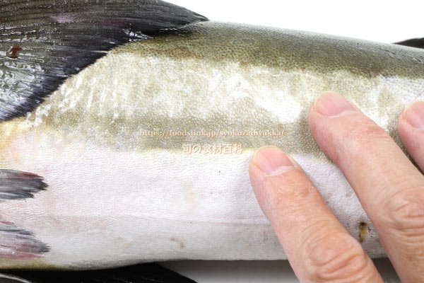 スギ スギ,Cobia,Rachycentron canadum