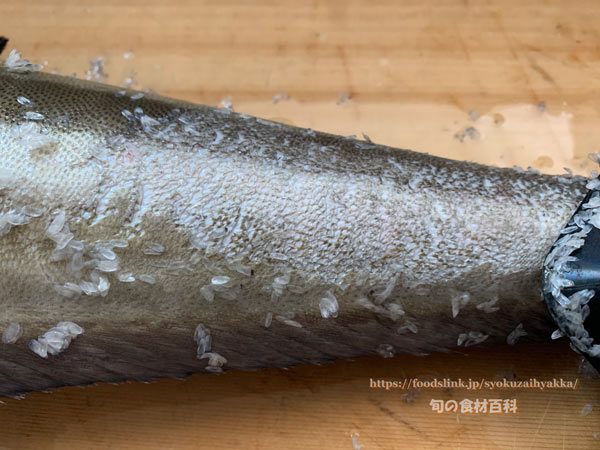 スギのウロコを掻きとった感じ スギ,Cobia,Rachycentron canadum