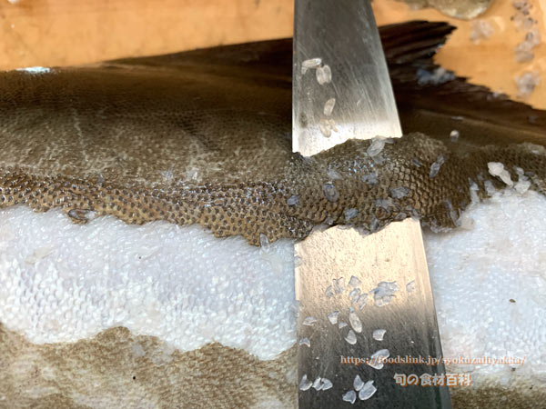 スギのウロコをすき引きしているところ スギ,Cobia,Rachycentron canadum
