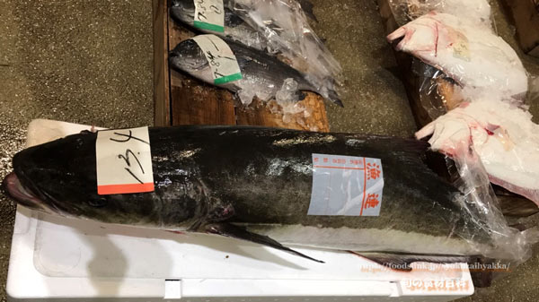 スギ スギ,Cobia,Rachycentron canadum