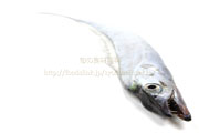 タチウオ／太刀魚 