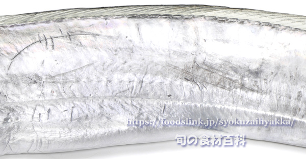 タチウオのグアニン質に覆われた体表 太刀魚 立魚