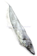 タチウオ 太刀魚 立魚