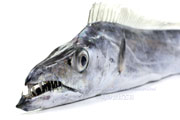 タチウオ 太刀魚 立魚