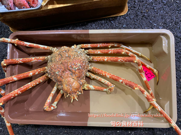 タカアシガニ(高脚蟹/高足蟹) タカアシガニ 高足蟹 たかあしがに
