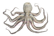 マダコ／まだこ／真蛸 - Octopus vulgaris -