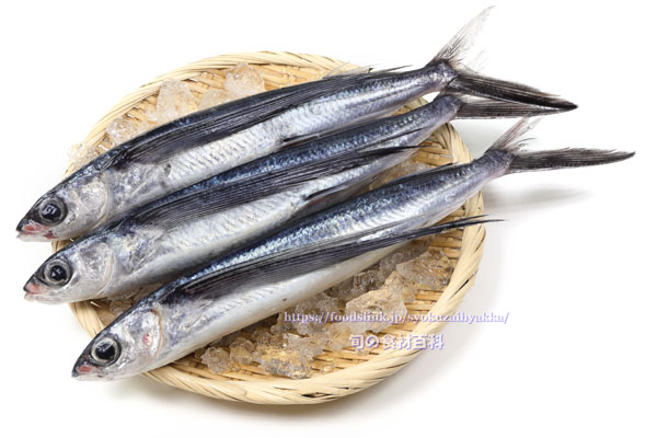 ハマトビウオ ハマトビウオ,オオトビ,Cheilopogon pinnatibarbatus japonicus