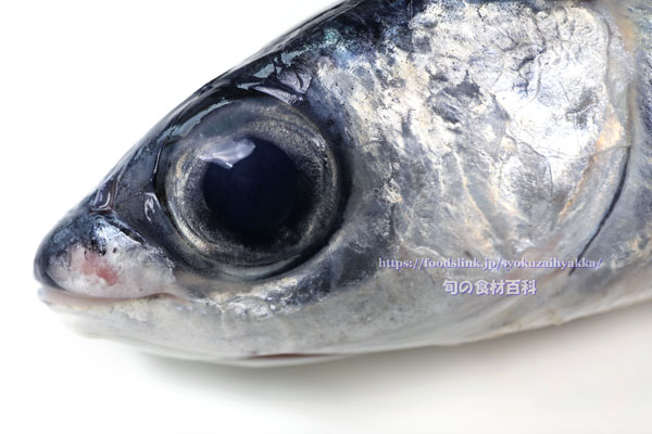 ハマトビウオ ハマトビウオ,オオトビ,Cheilopogon pinnatibarbatus japonicus