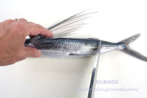 トビウオ／飛魚／とびうおを３枚におろす