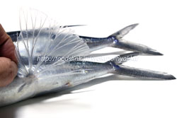 トビウオ(飛魚)