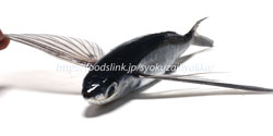 トビウオ(飛魚)