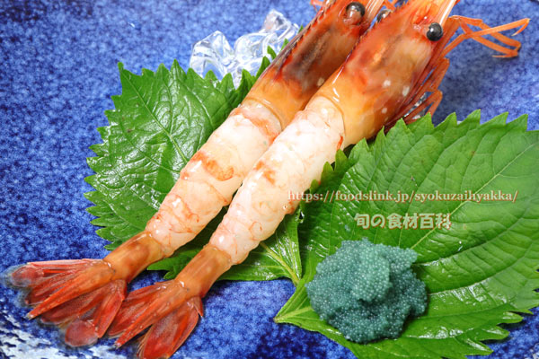 子持ちトヤマエビ(富山蝦)/ボタンエビ(牡丹海老)の刺身 子持ちトヤマエビ(富山蝦)/ボタンエビ(牡丹海老),刺身