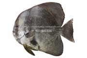 ツバメウオ（燕魚）＜マンジュウダイ科