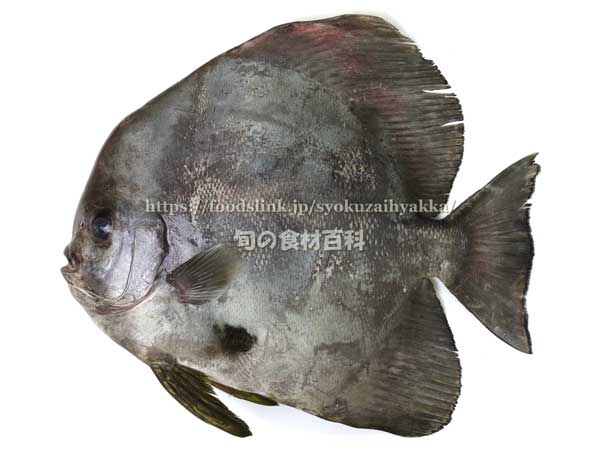 ツバメウオ,ツバメダイ,燕魚,Platax teira