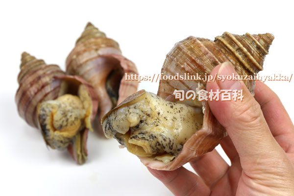 ウスムラサキエゾボラ つぶ貝 ツブガイ ウスムラサキエゾボラ つぶ貝 ツブガイ