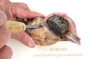 つぶ貝/ツブガイ/マツブ/エゾボラ:さばき方と唾液腺の処理