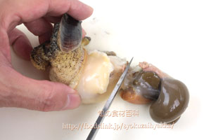 つぶ貝/ツブガイ/マツブ/エゾボラ:さばき方と唾液腺の処理