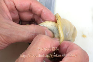つぶ貝/ツブガイ/マツブ/エゾボラ:さばき方と唾液腺の処理