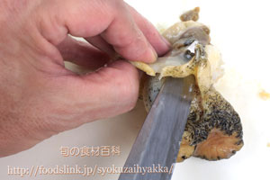 つぶ貝/ツブガイ/マツブ/エゾボラ:さばき方と唾液腺の処理